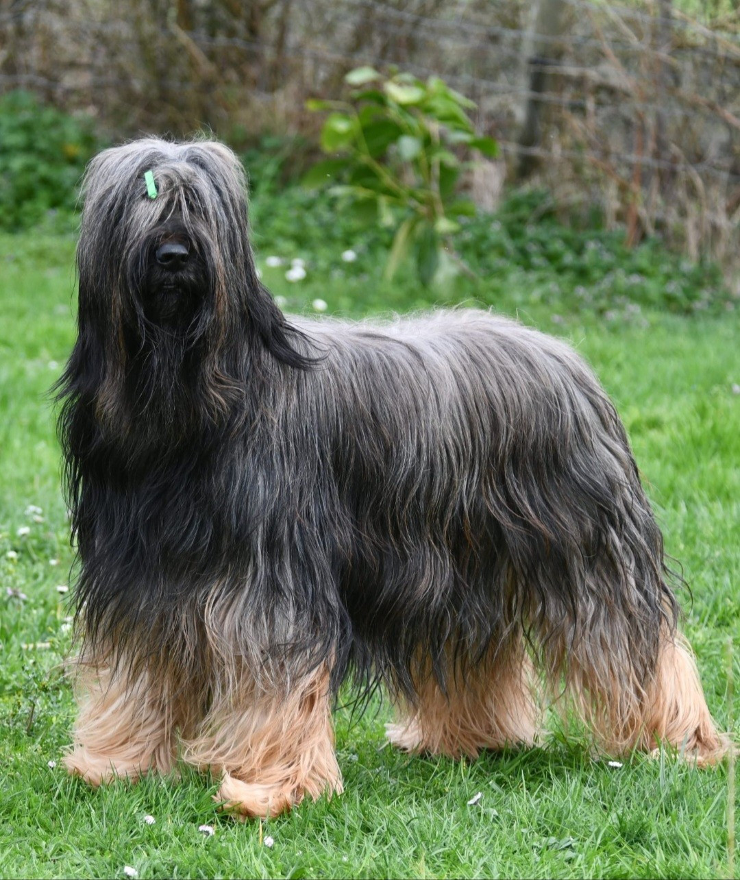 Prunelle du Mas des Escoulettes