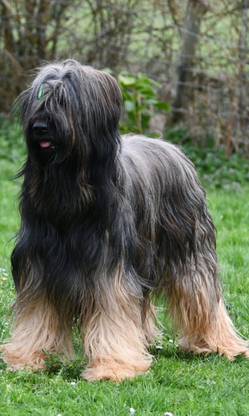 Prunelle du Mas des Escoulettes