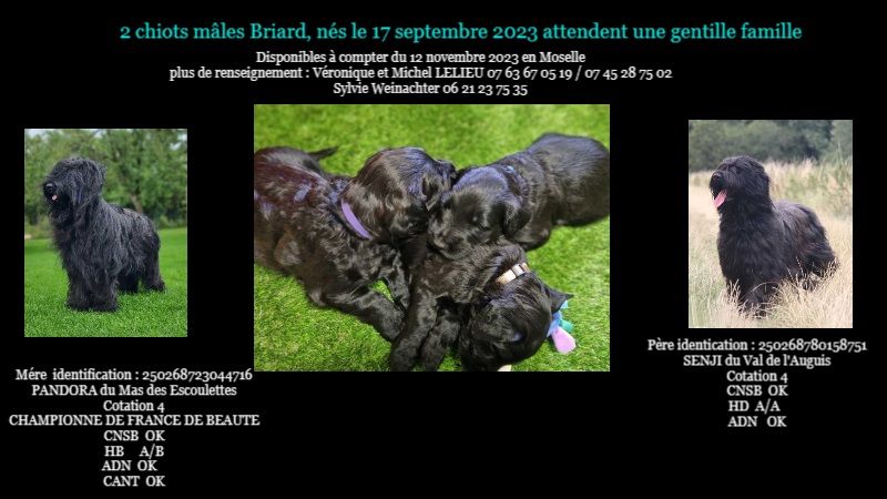 Du Mas Des Escoulettes - Petits mâles noirs disponibles