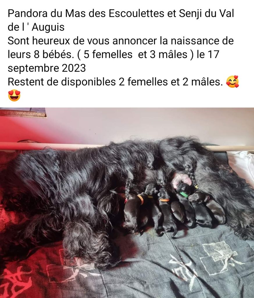 Du Mas Des Escoulettes - Bébés de Pandora et Senji