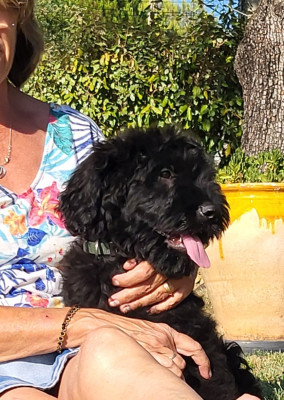 BALOU